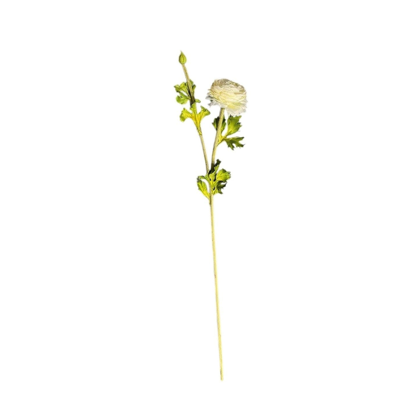 Ranunculus Stem White Pack of 6