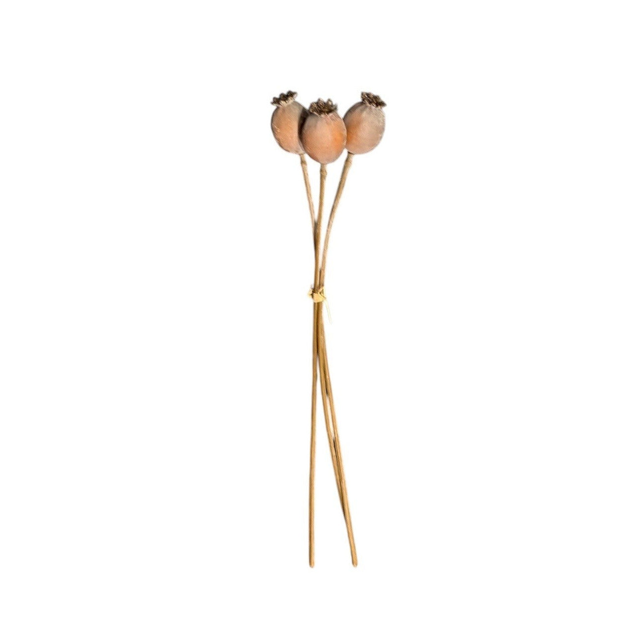 Poppy Seed Bunch Brown Pack of 6