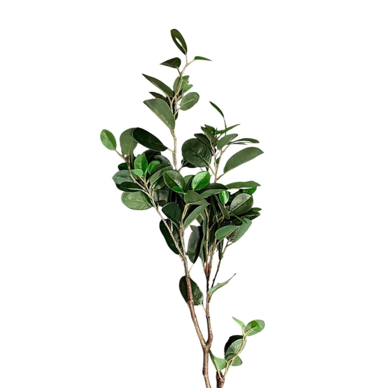 Oriental Ficus Branch Green Pack of 6