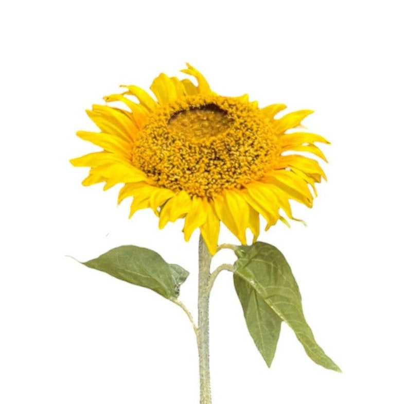 Sunflower Stem Yellow Pack of 12
