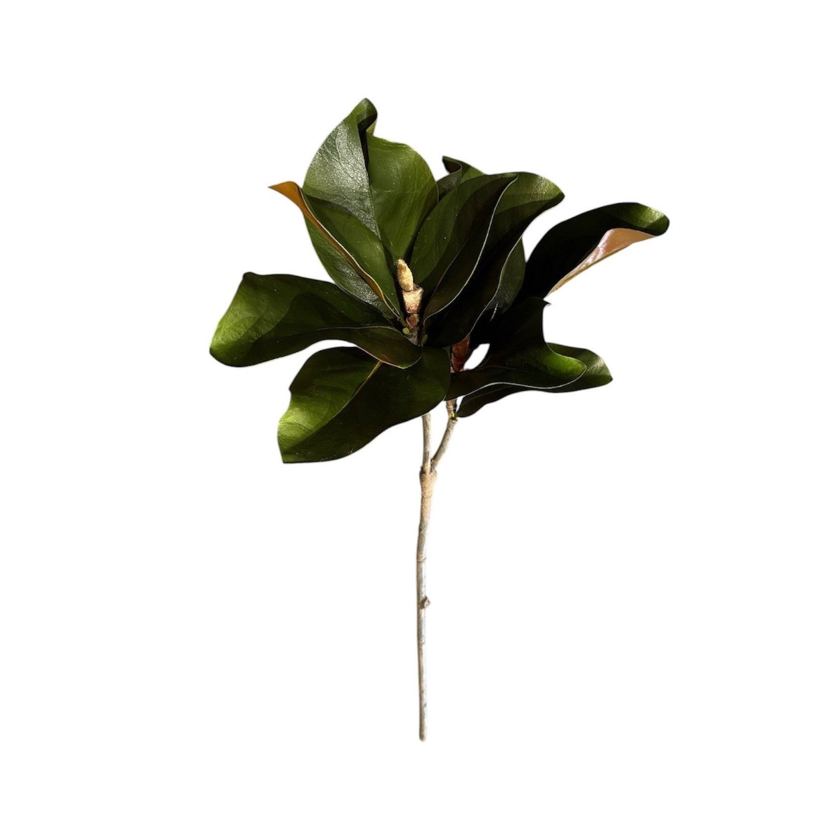 Magnolia Stem Green