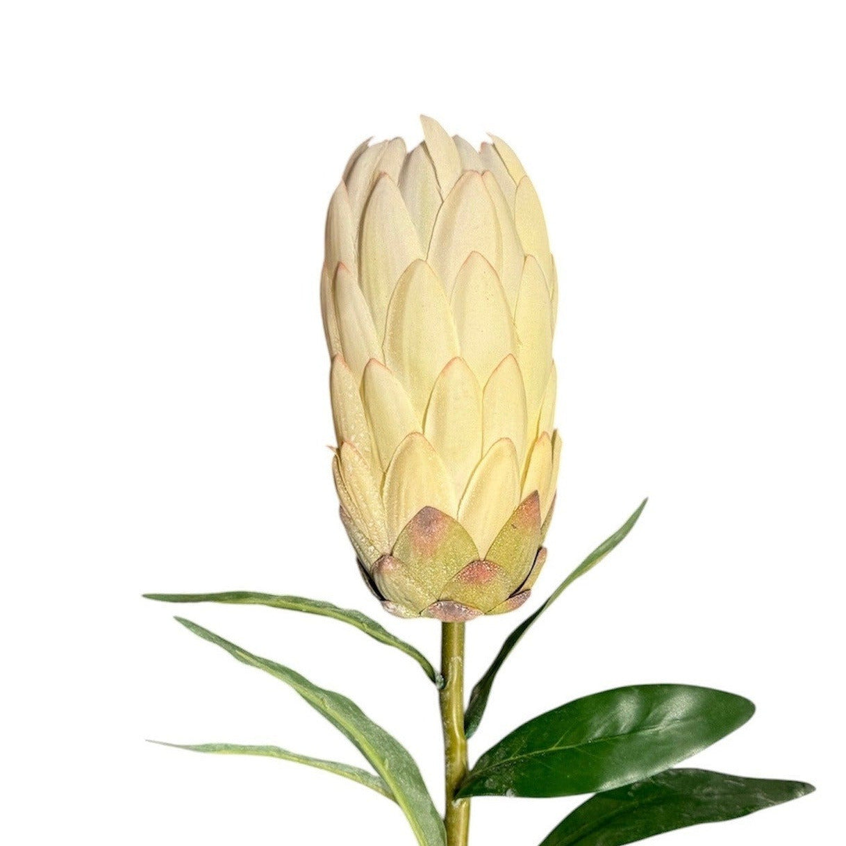 Protea Stem Cream Pack of 6