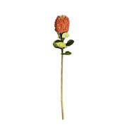 Banksia Stem Brown Pack of 12