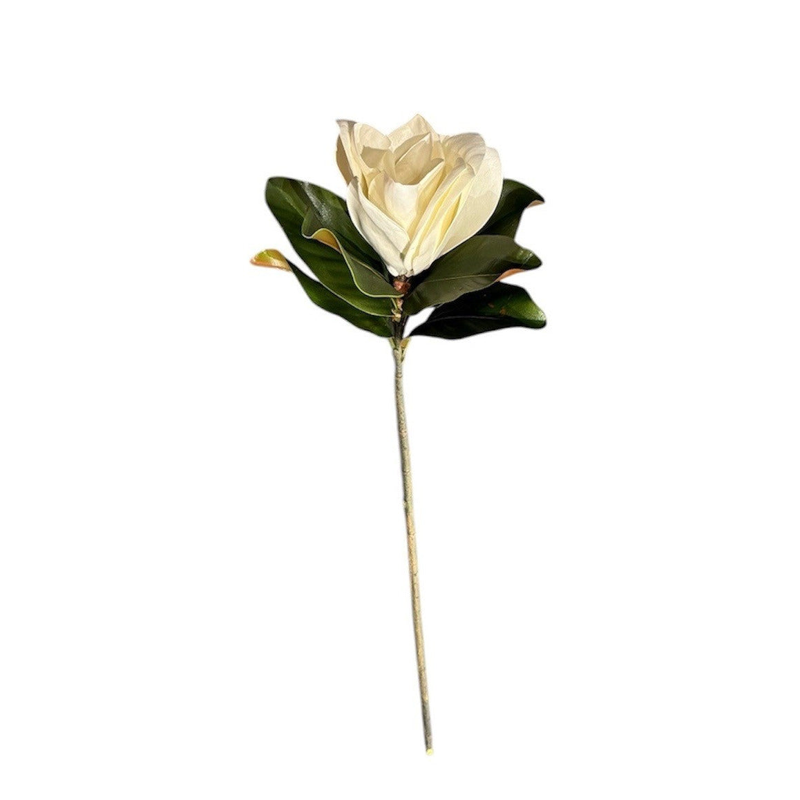 Magnolia Stem White Pack of 6