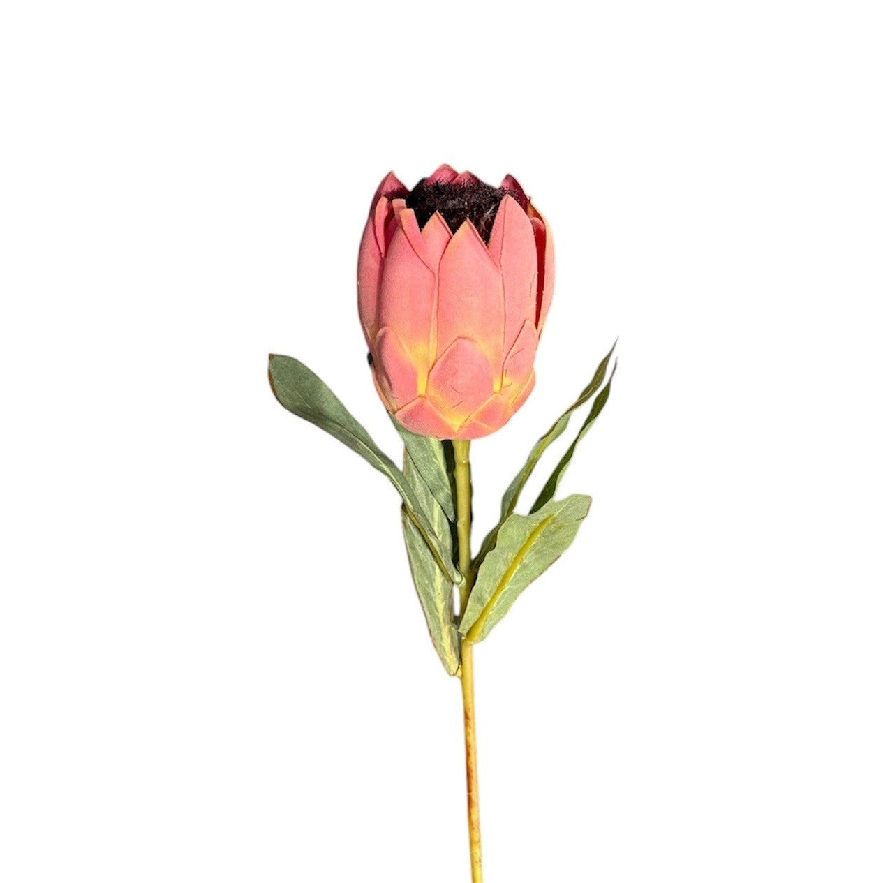 Mini Protea Stem Pink and Green Pack of 12