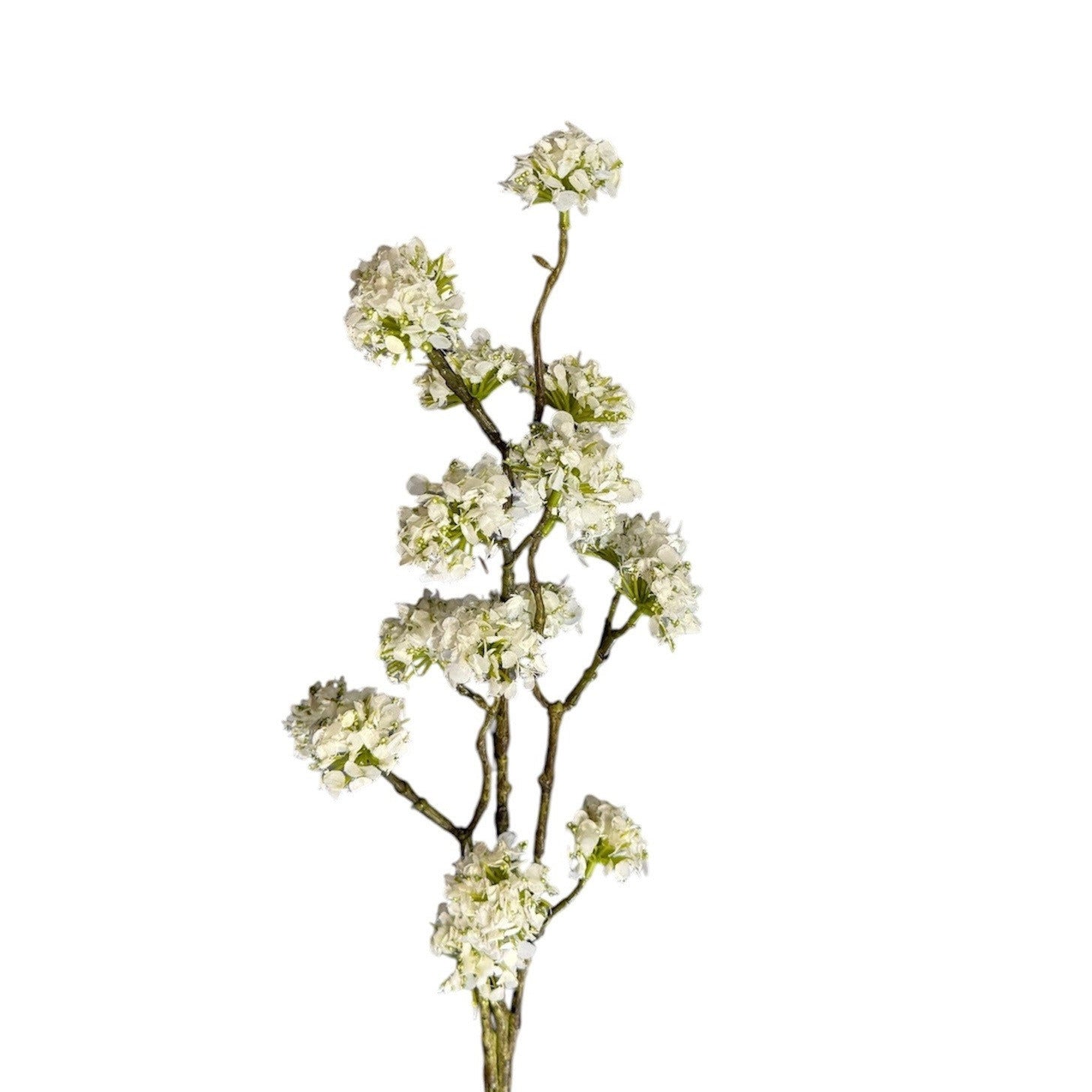 Buddleia Spray Cream Pack of 6
