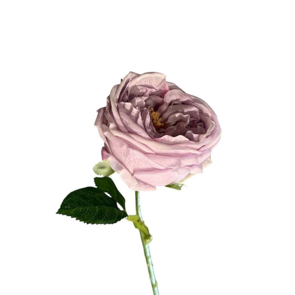 Austin Rose Stem Purple Pack of 4