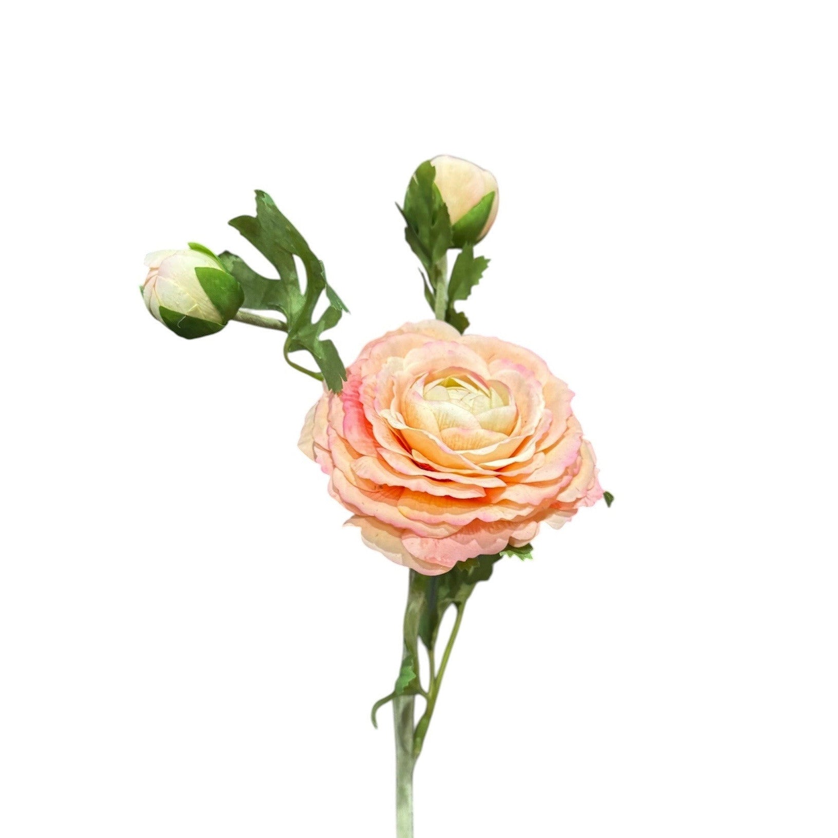 Ranunculus Stem Champagne Pack of 6