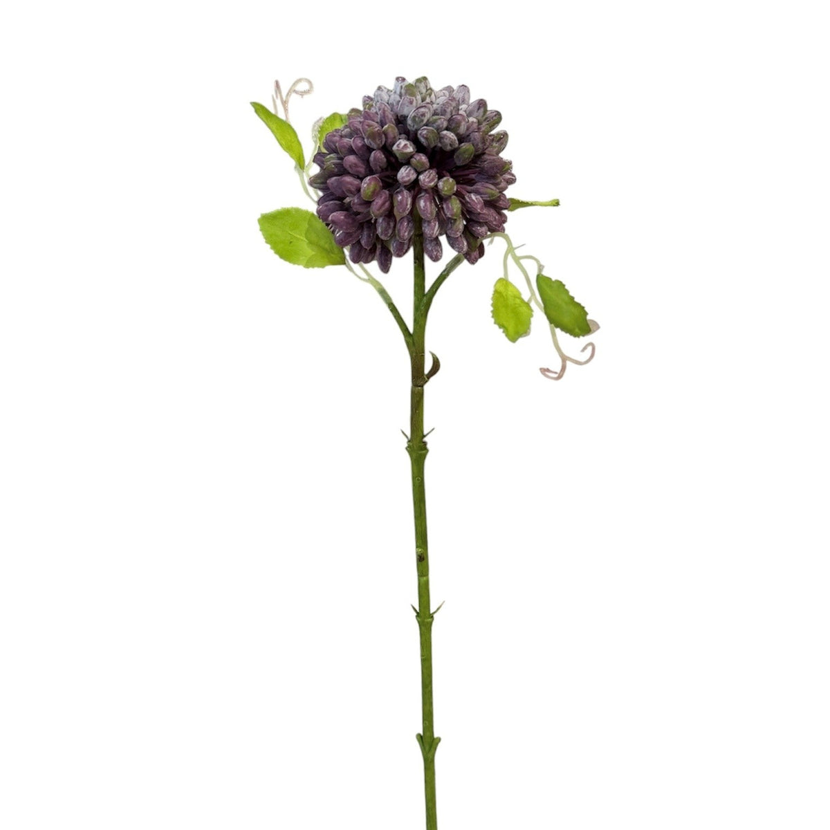 Sedum Stem Purple Pack 6 - 52cm