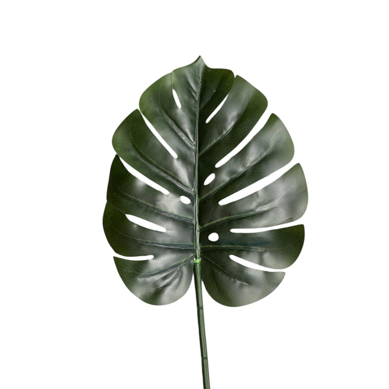 Monstera Stem Green Pack of 6