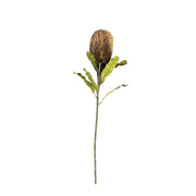 Banksia Stem Brown Pack of 8