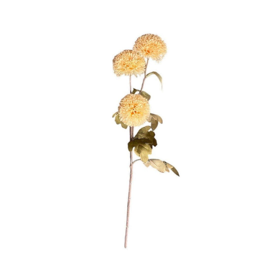 Chrysanthemum Stem Cream Pack of 12
