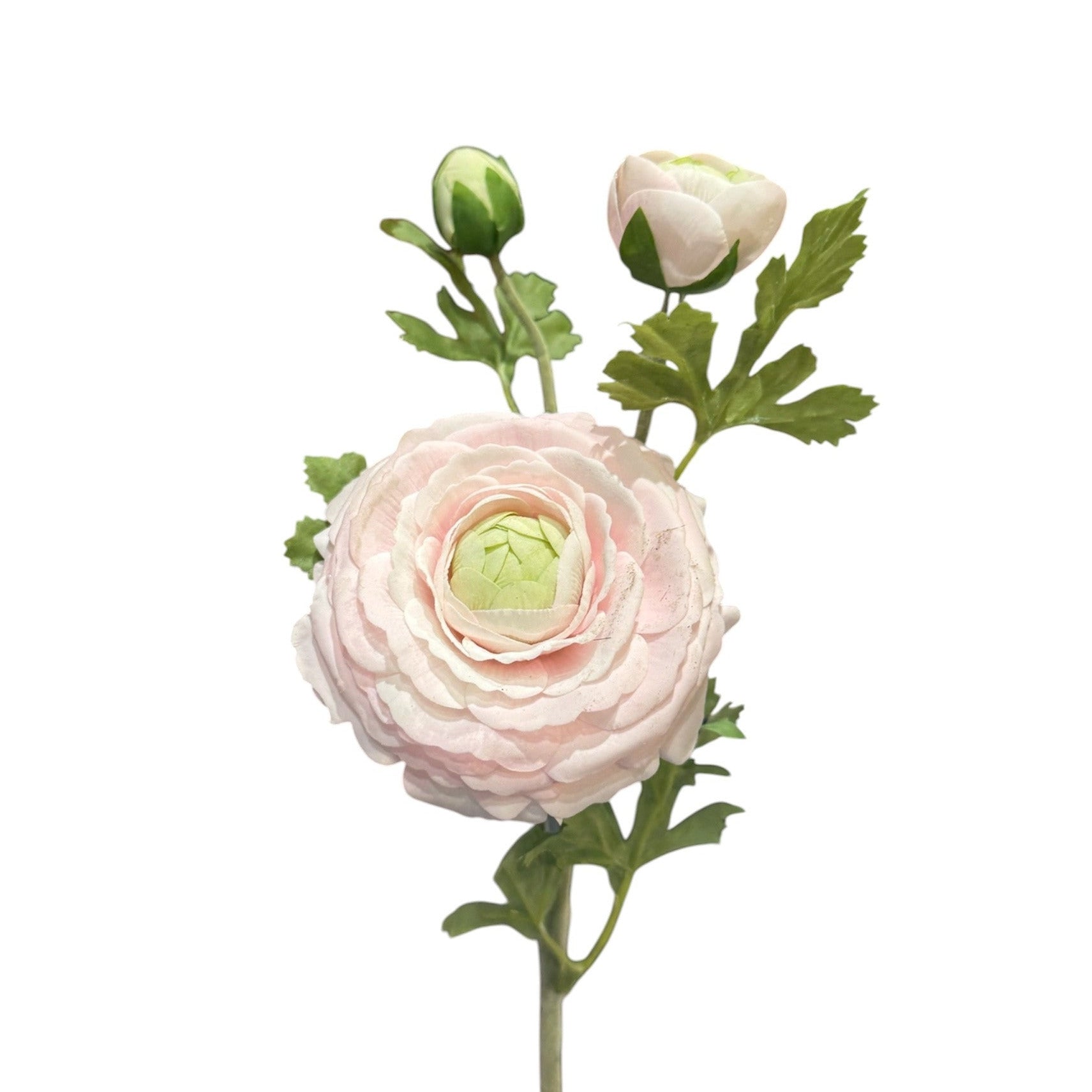 Ranunculus Stem Light Pink Pack of 6