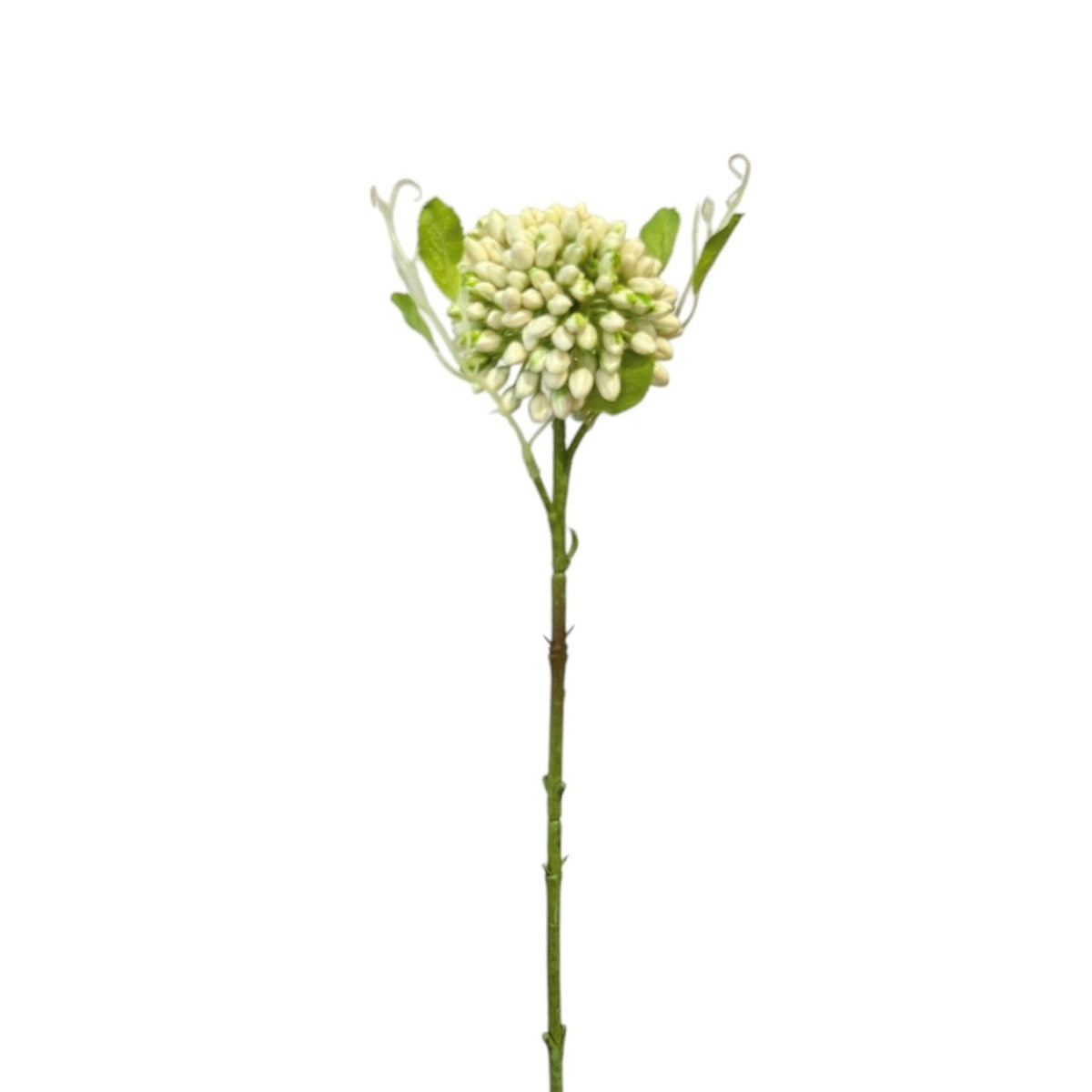 Sedum Stem White Pack 6 - 52cm