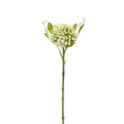 Sedum Stem White Pack 6 - 52cm