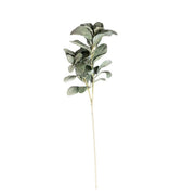 Lambs Ear Stem Green Pack of 6