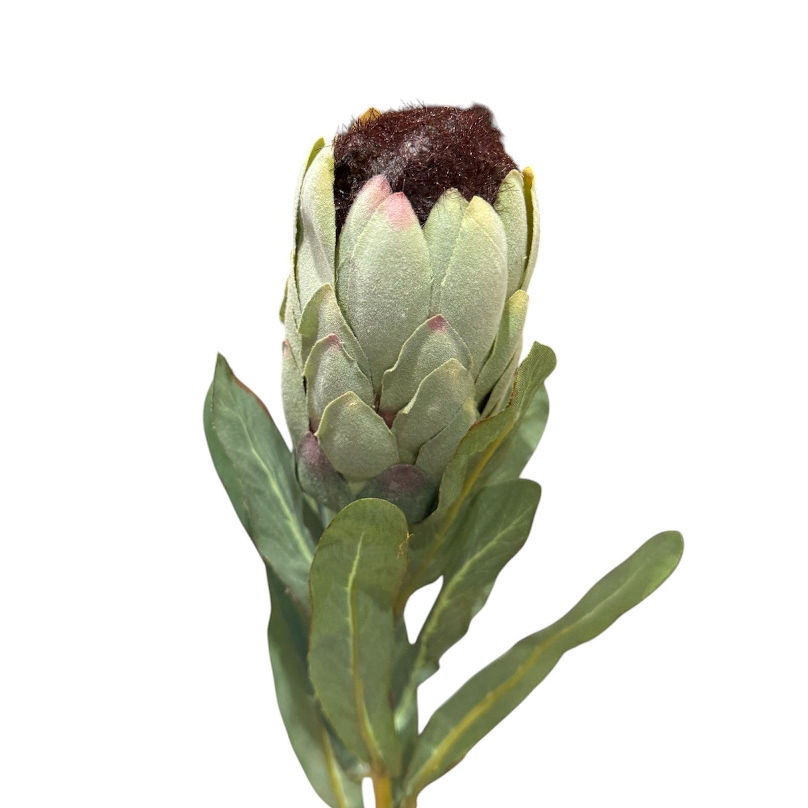 Australis Protea Stem Green Pack Pack of 12