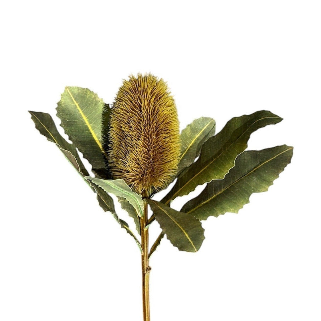 Protea Stem Brown Pack of 6