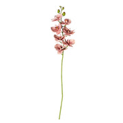 Phalaenpsis Orchid Stem Pink Pack of 6