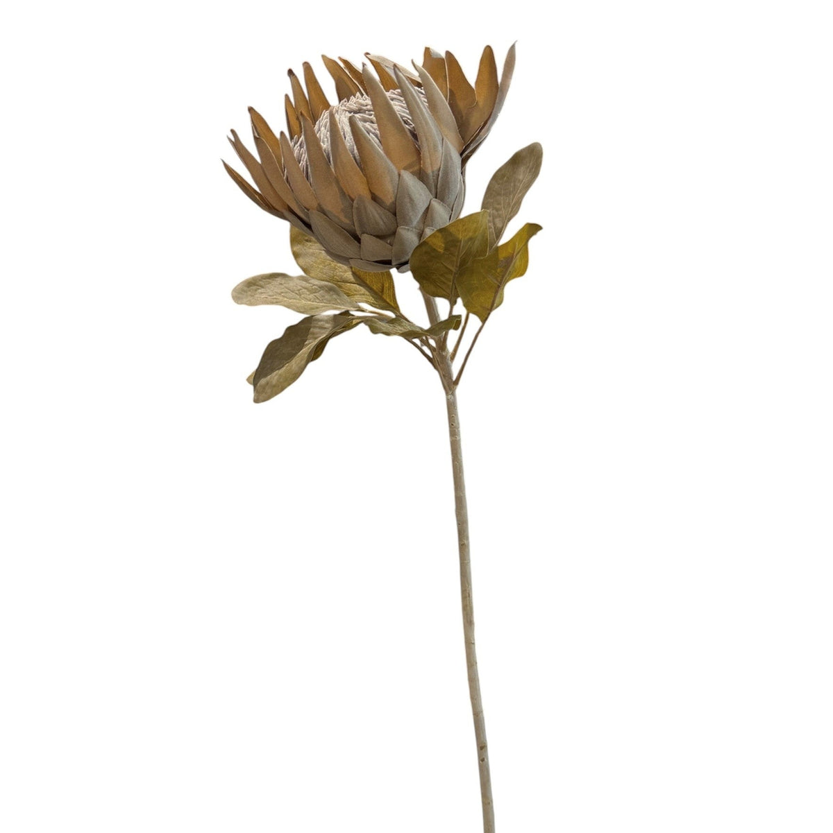 Dried Look Queen Protea Pack of 4 - 74 cm
