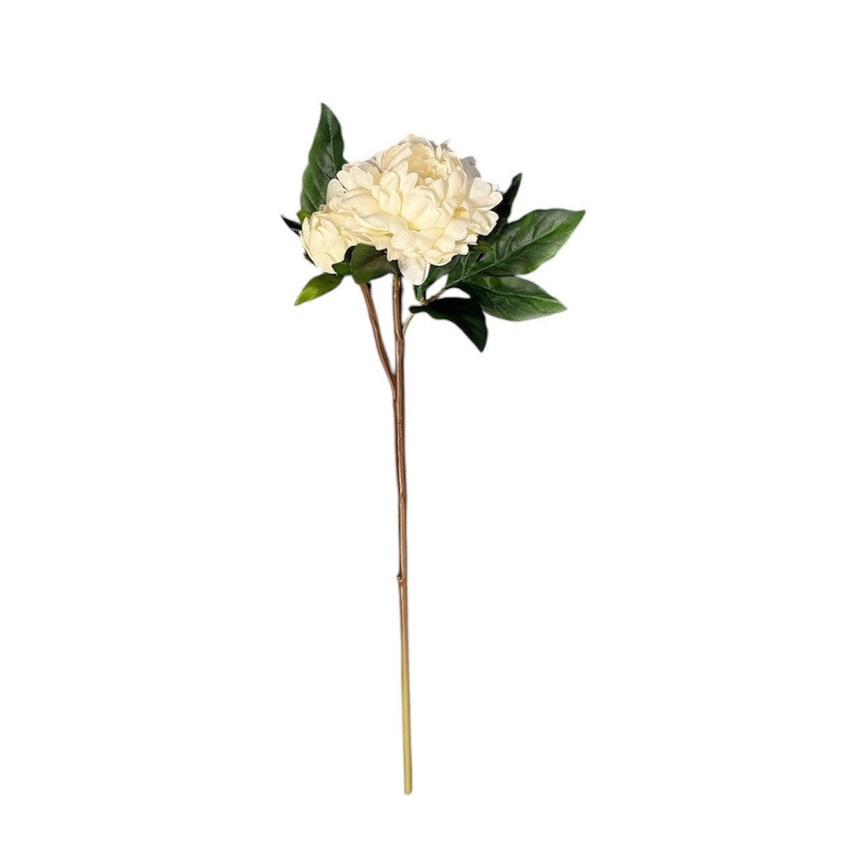 Peony Bud Stem Cream Pack of 6