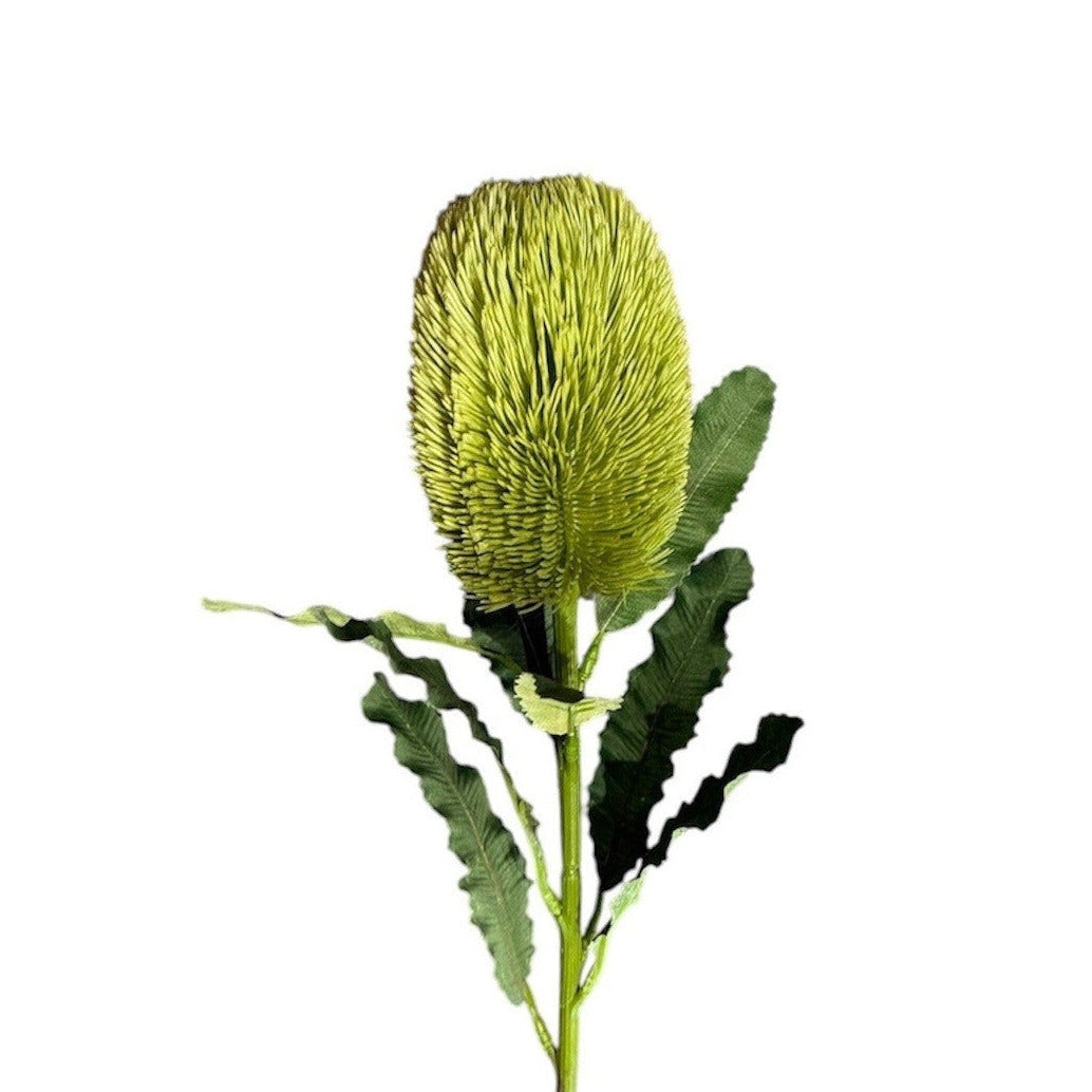 Banksia Stem Green Pack of 6