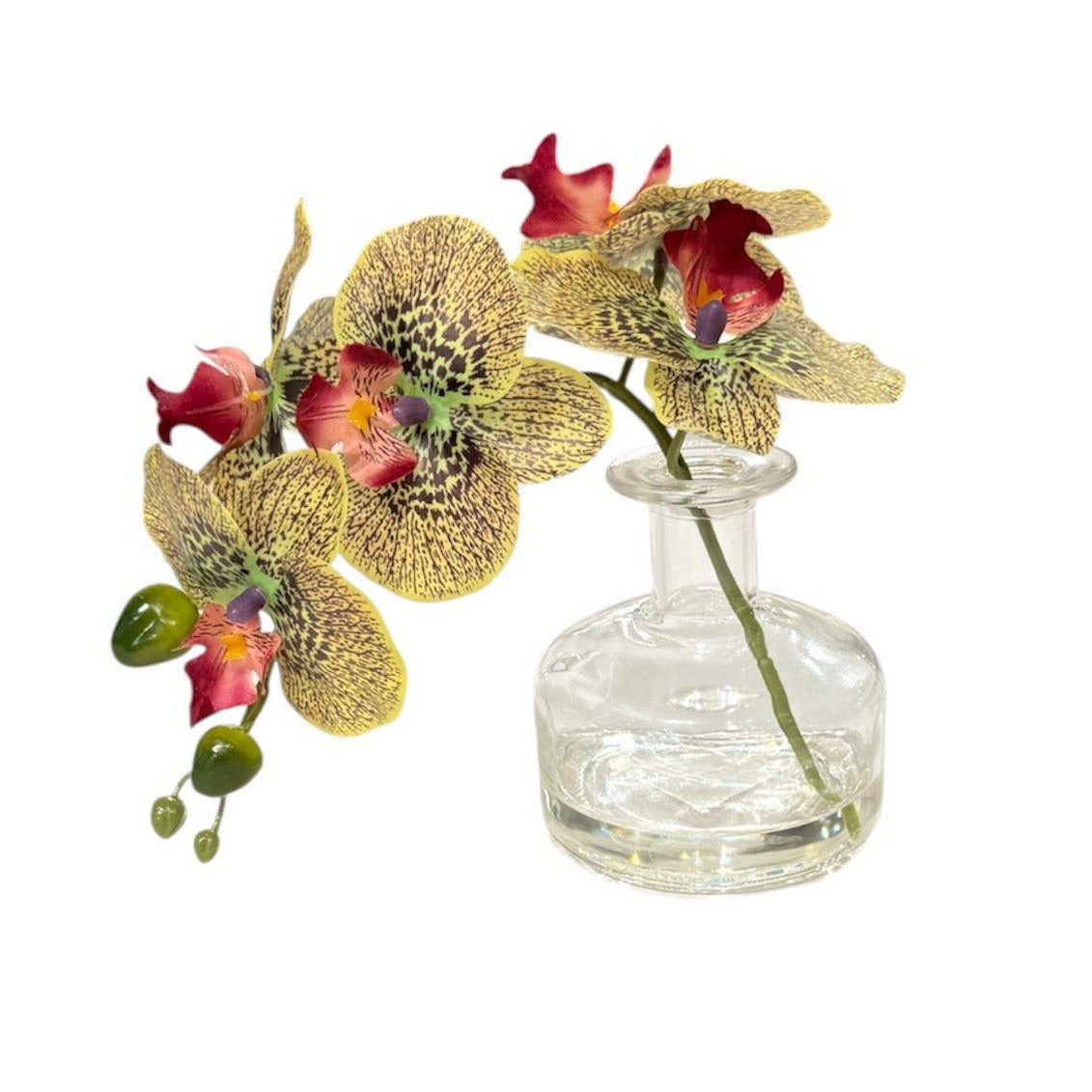 Phalaenopsis Orchid in Glass Vase Green Burgundy