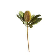 Protea Stem Brown Pack of 6