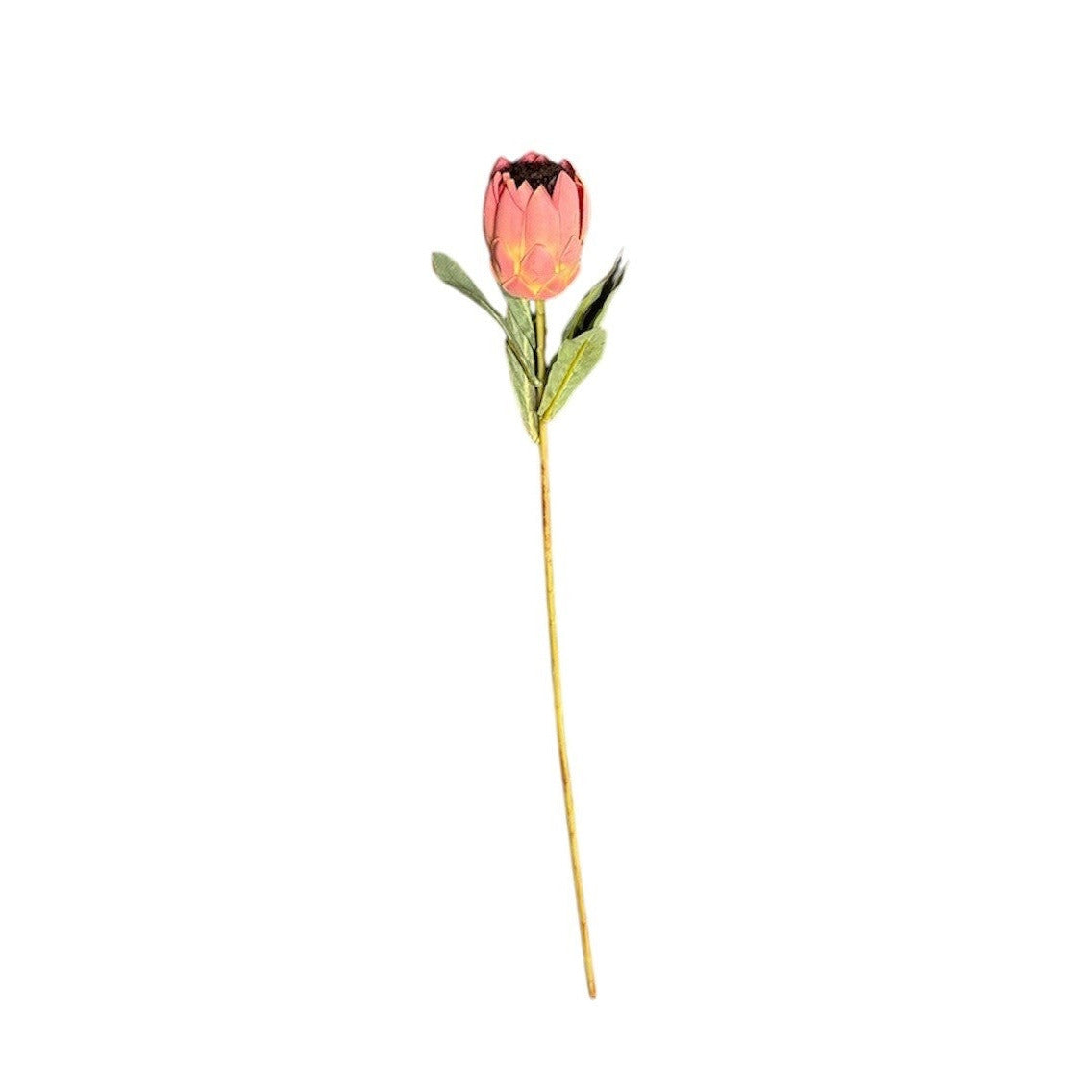 Mini Protea Stem Pink and Green Pack of 12