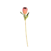 Mini Protea Stem Pink and Green Pack of 12