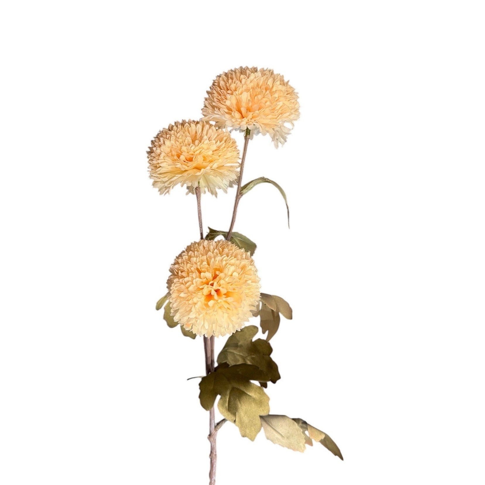 Chrysanthemum Stem Cream Pack of 12