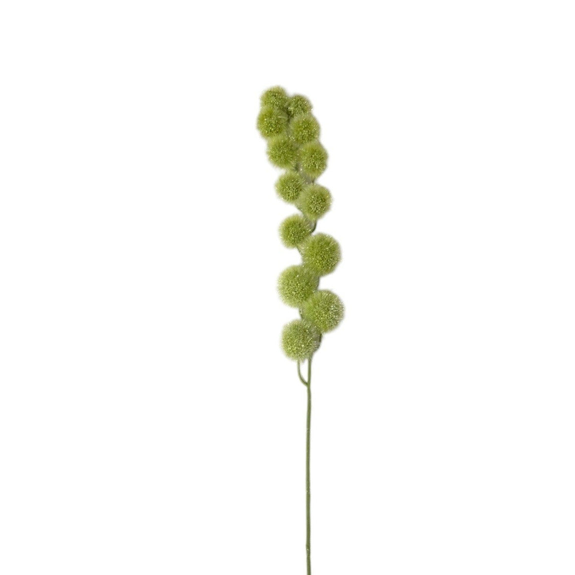 Milk Weed Stem Green Pack of 6