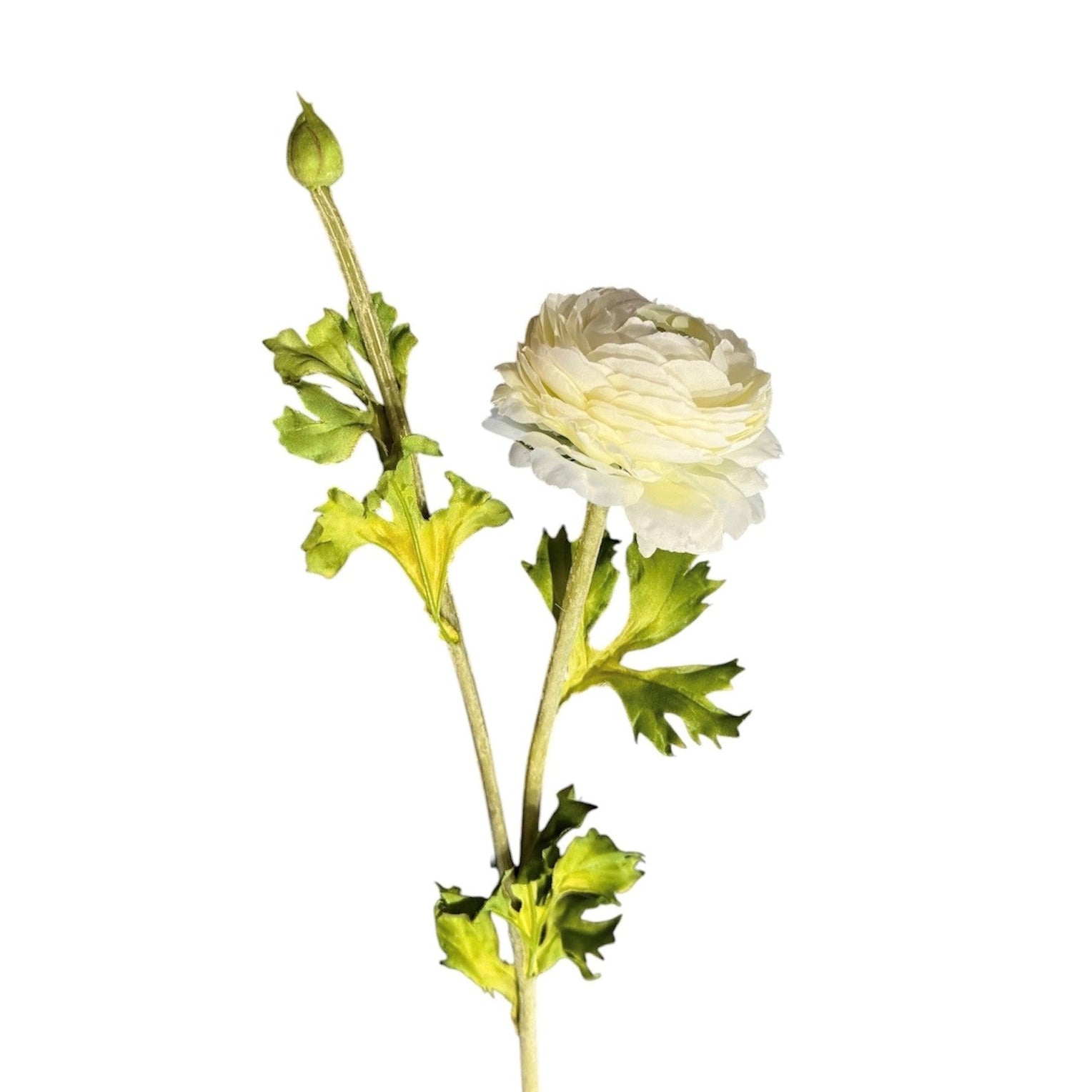 Ranunculus Stem White Pack of 6