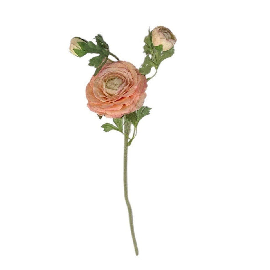 Ranunculus Stem Champagne Pack of 6