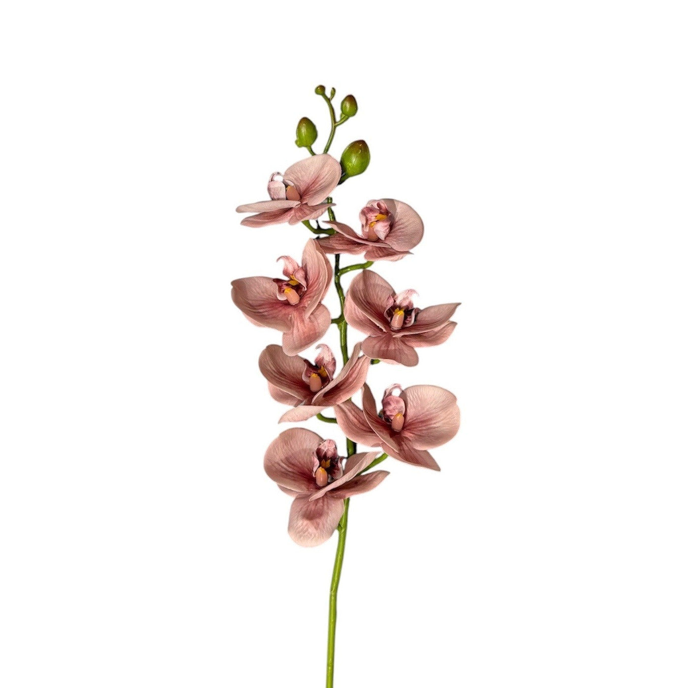 Phalaenpsis Orchid Stem Pink Pack of 6