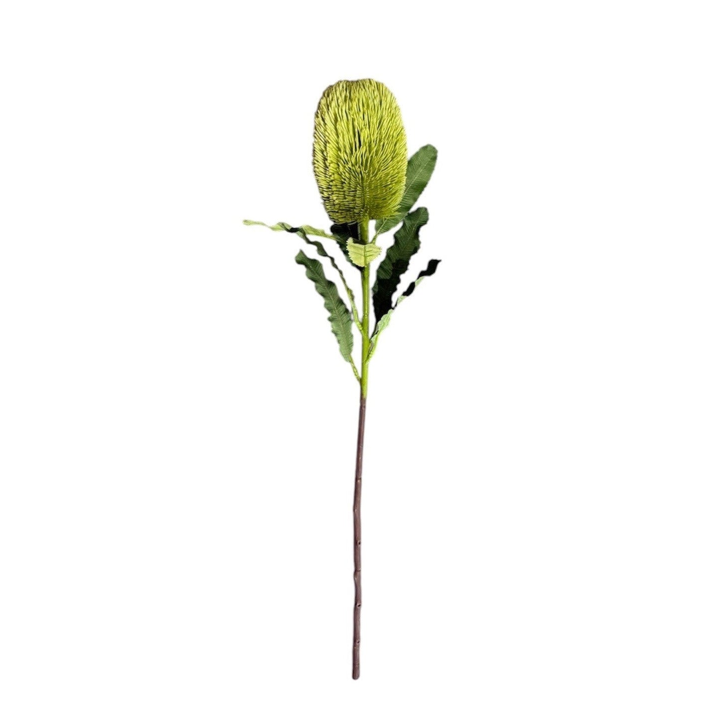 Banksia Stem Green Pack of 6