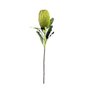 Banksia Stem Green Pack of 6