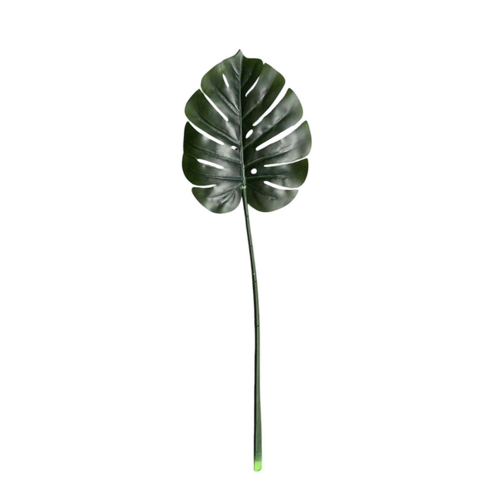 Monstera Stem Green Pack of 6
