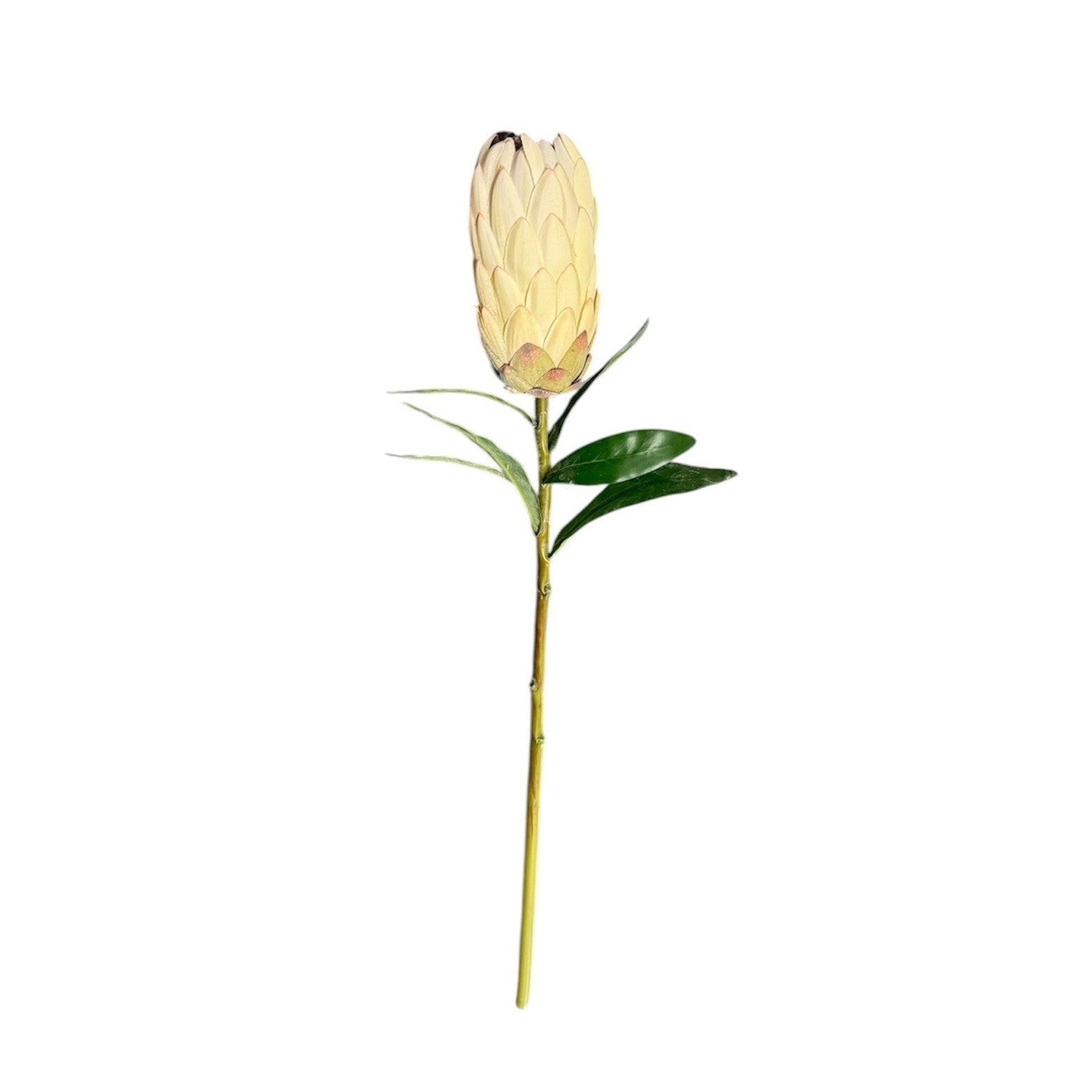 Protea Stem Cream Pack of 6