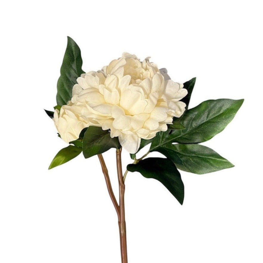 Peony Bud Stem Cream Pack of 6