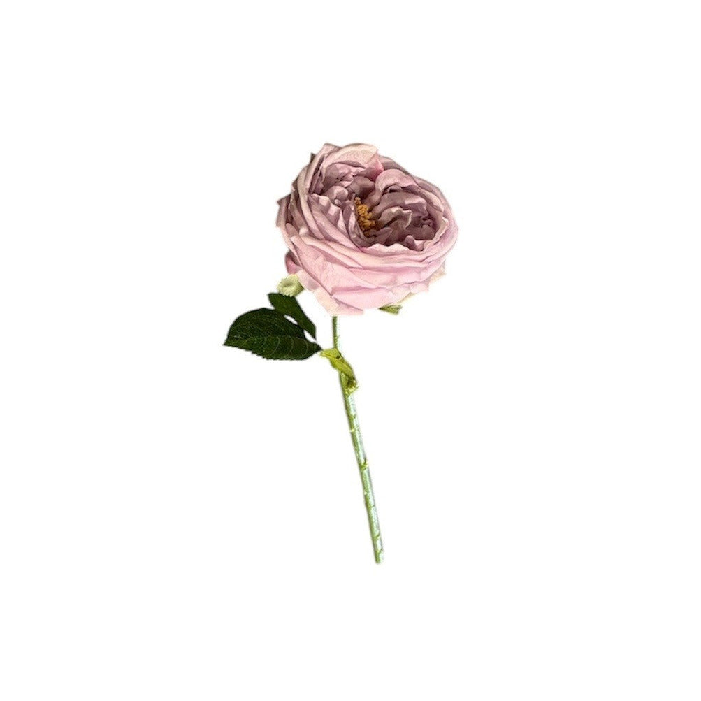 Austin Rose Stem Purple Pack of 4