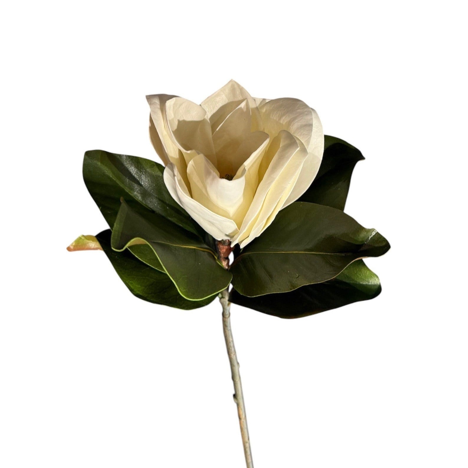 Magnolia Stem White Pack of 6