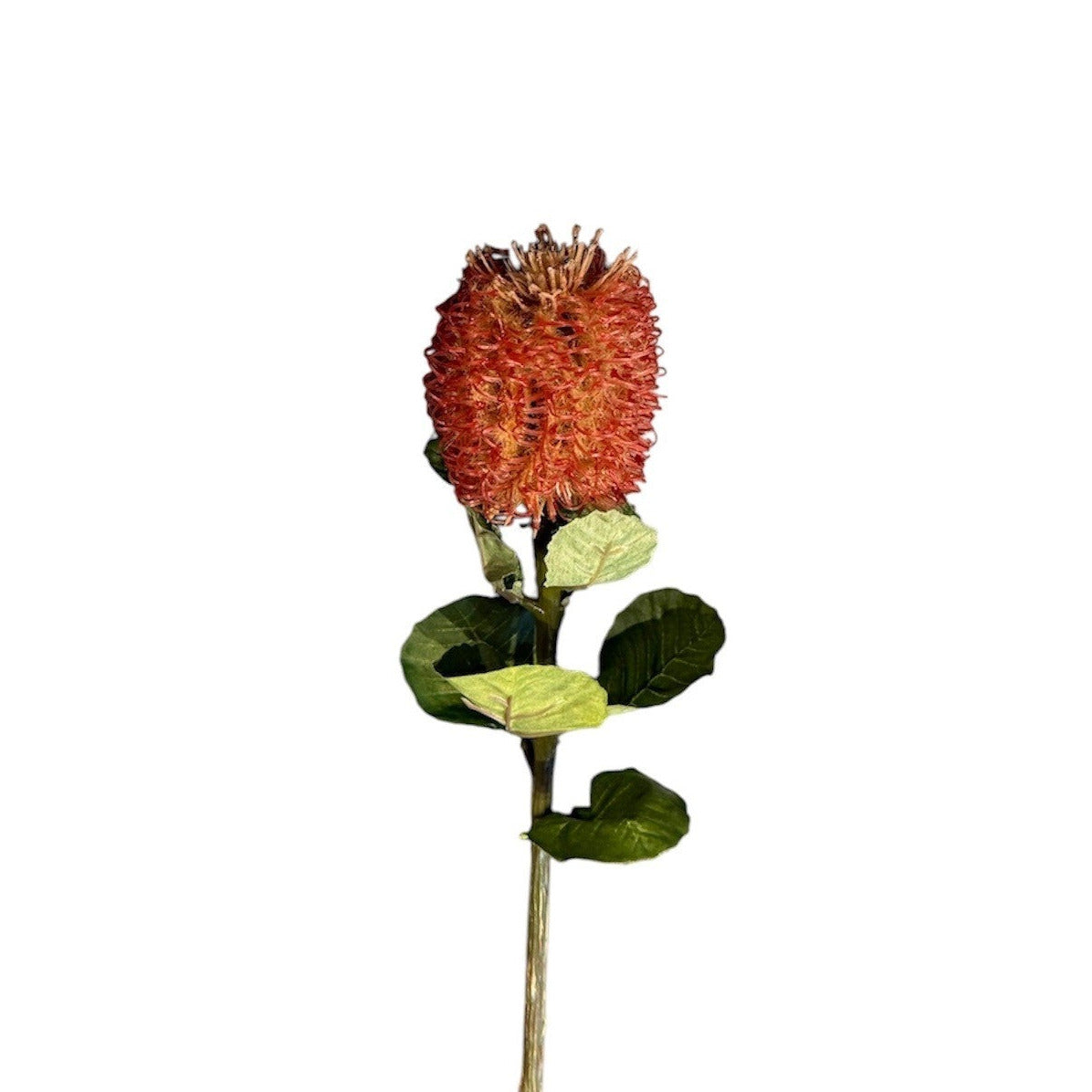 Banksia Stem Brown Pack of 12