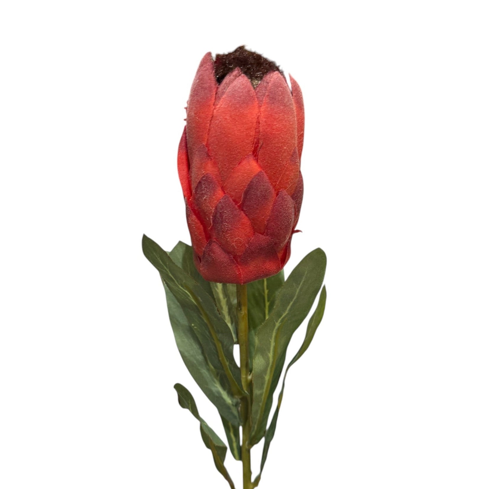 Australis Protea Stem Pink Pack Pack of 12