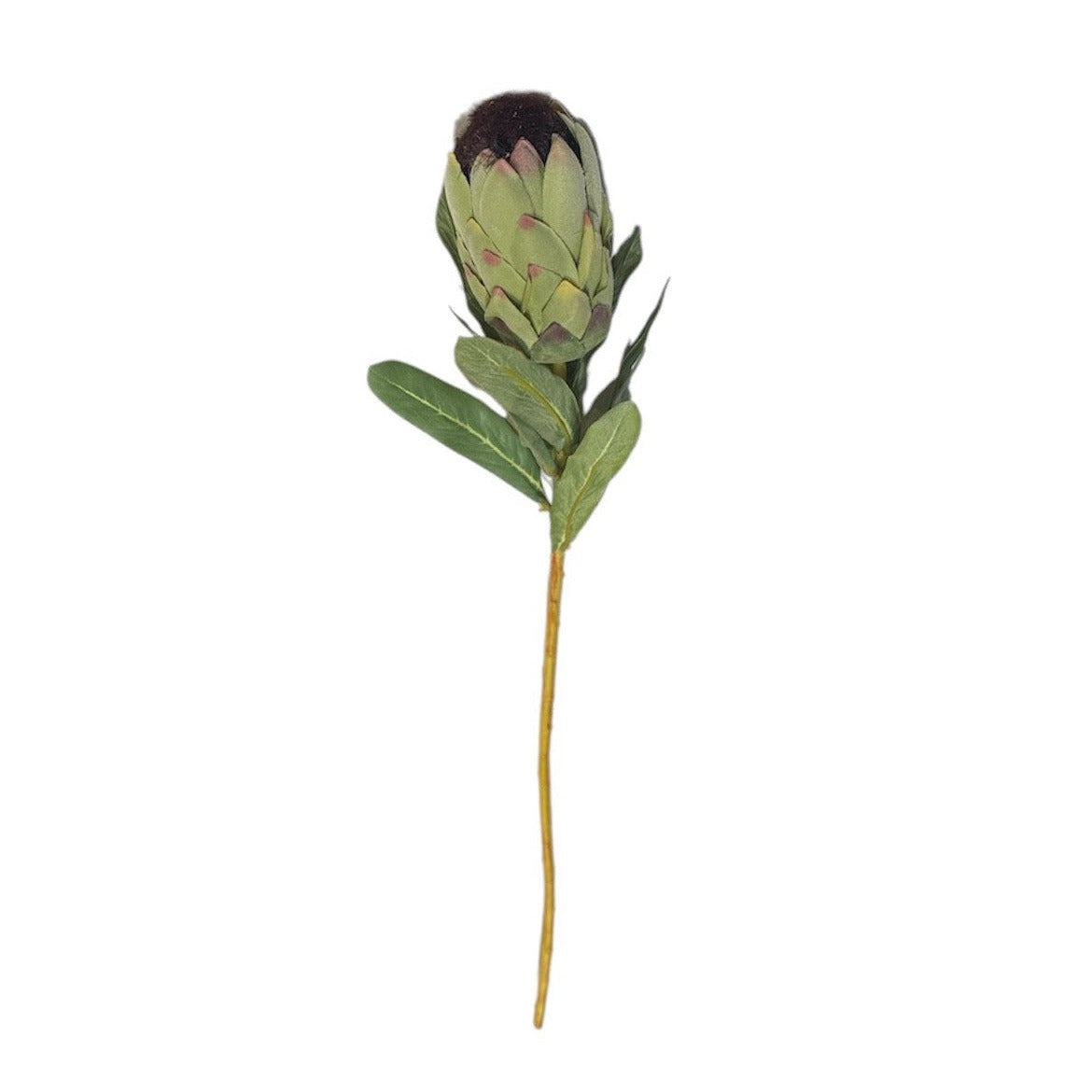 Australis Protea Stem Green Pack Pack of 12