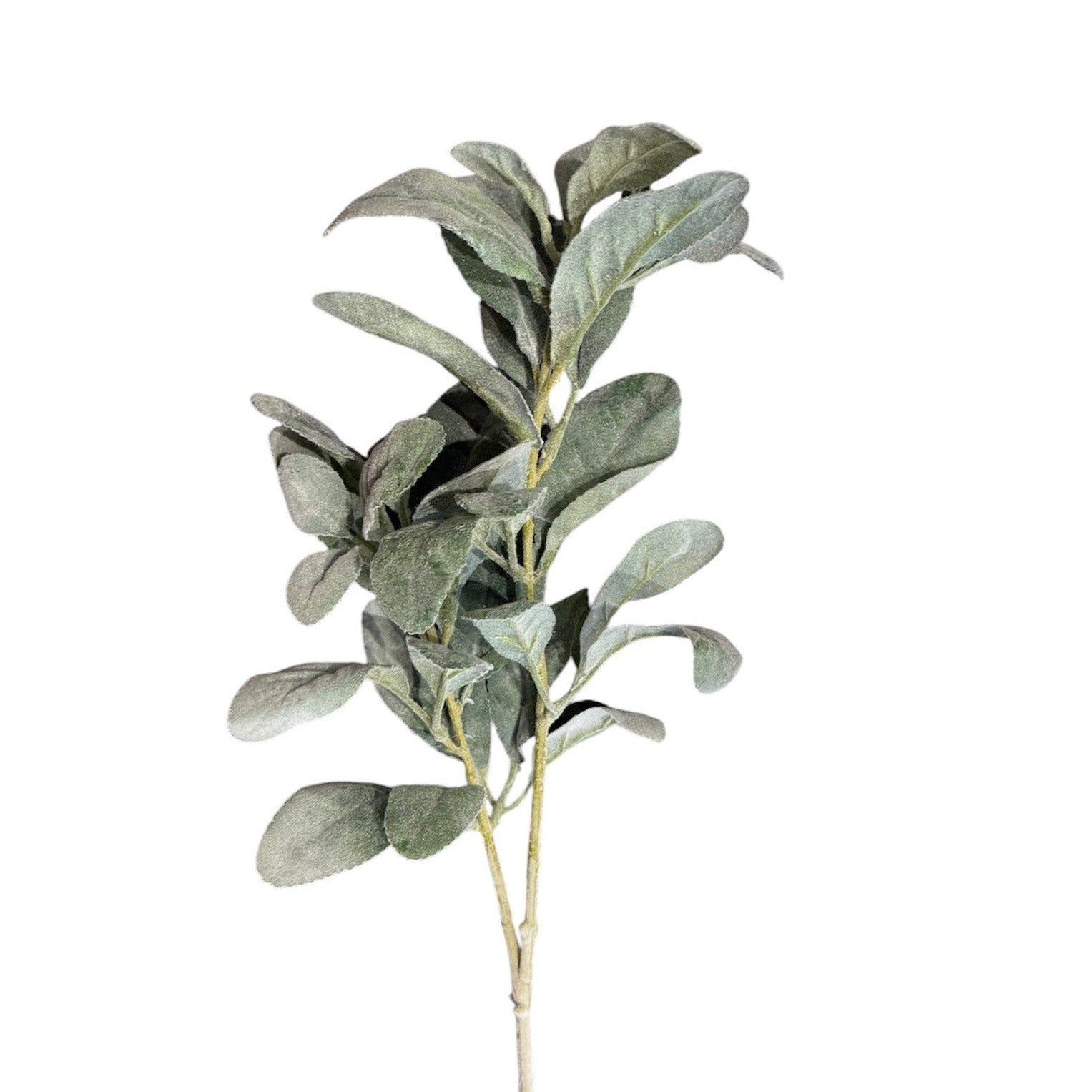 Lambs Ear Stem Green Pack of 6