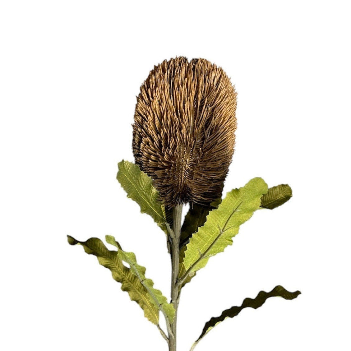 Banksia Stem Brown Pack of 8