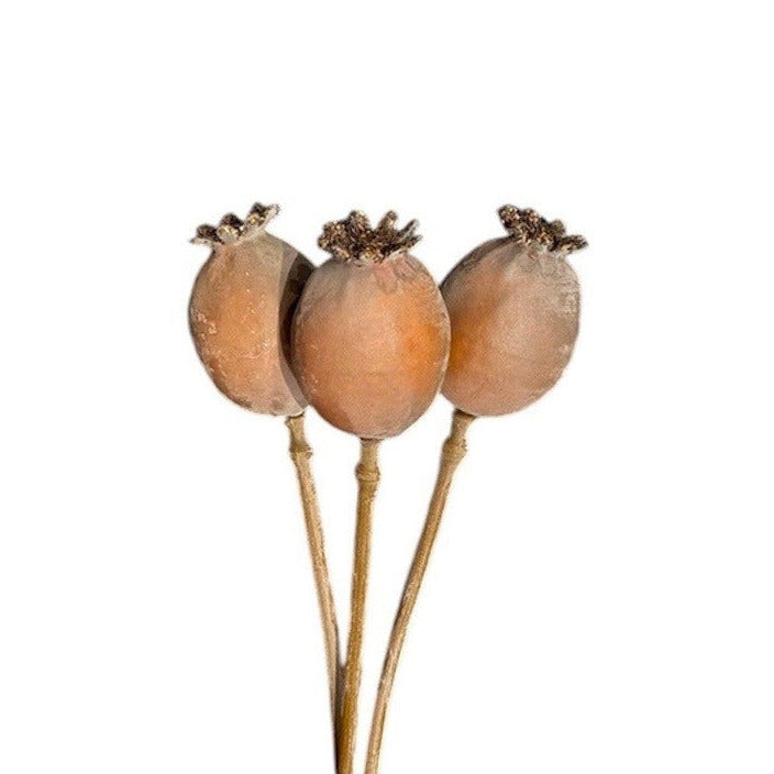 Poppy Seed Bunch Brown Pack of 6