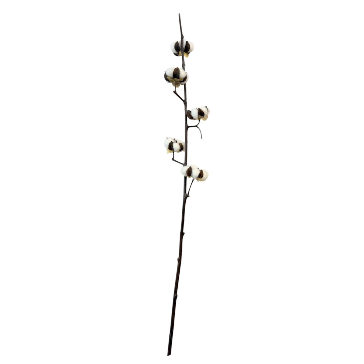 Cotton Stem Brown and White Pack 6 - 90cm