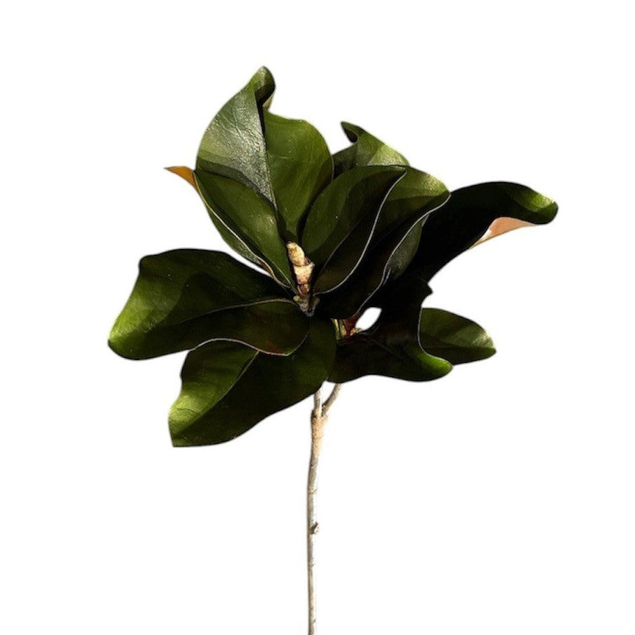 Magnolia Stem Green